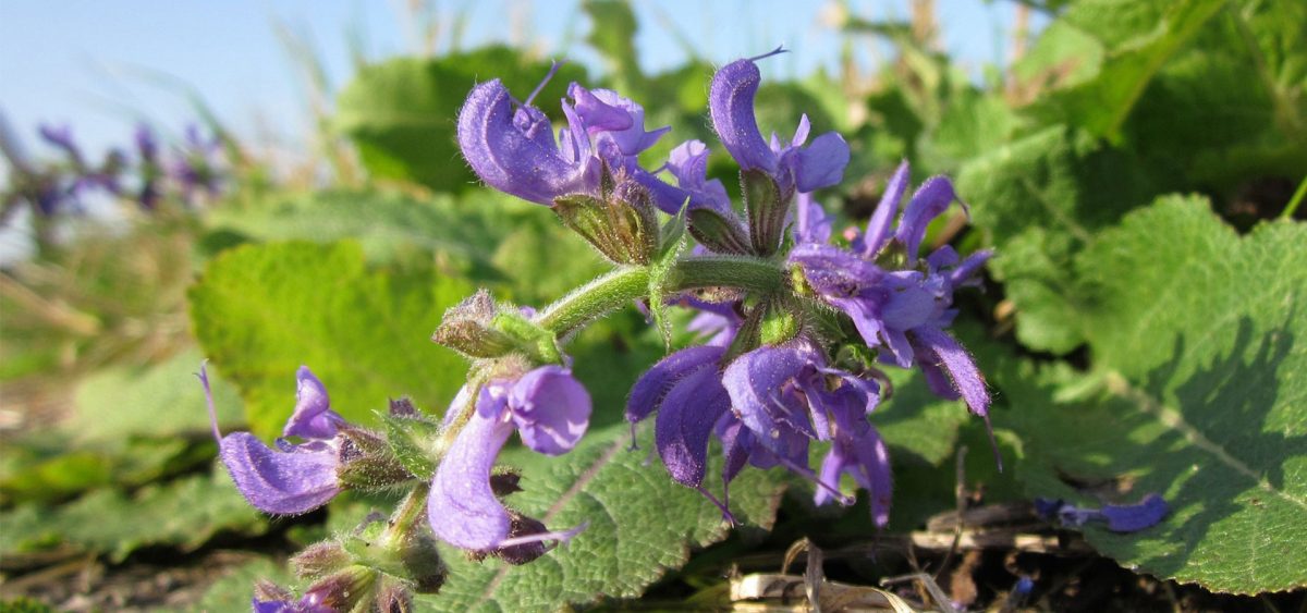 Clary sage essential oil: Uses and Benefits