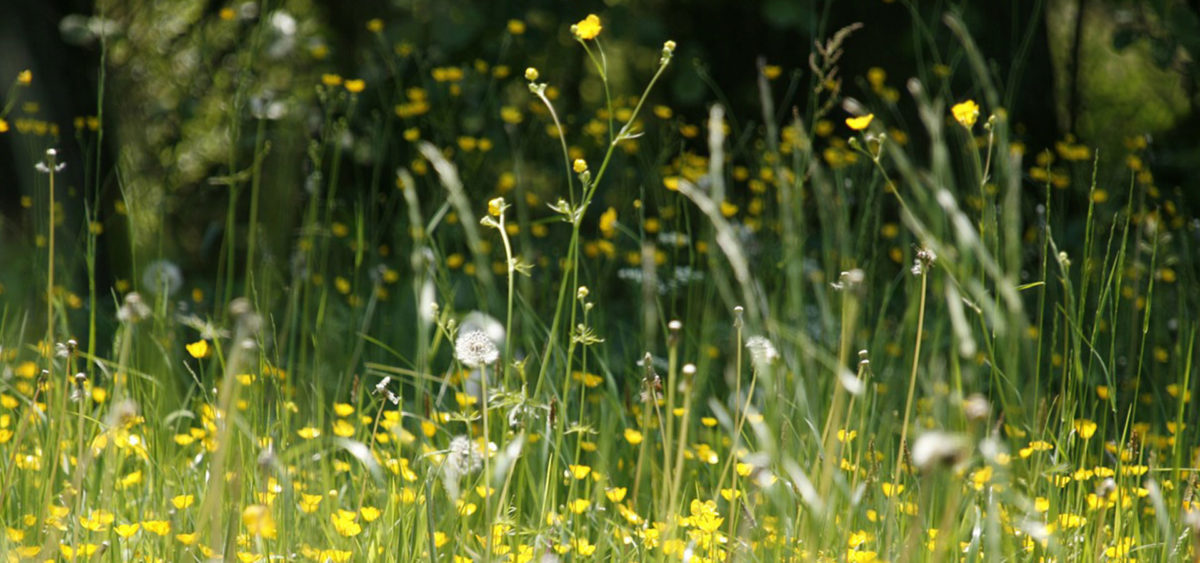 Is it a spring cold or seasonal allergies?