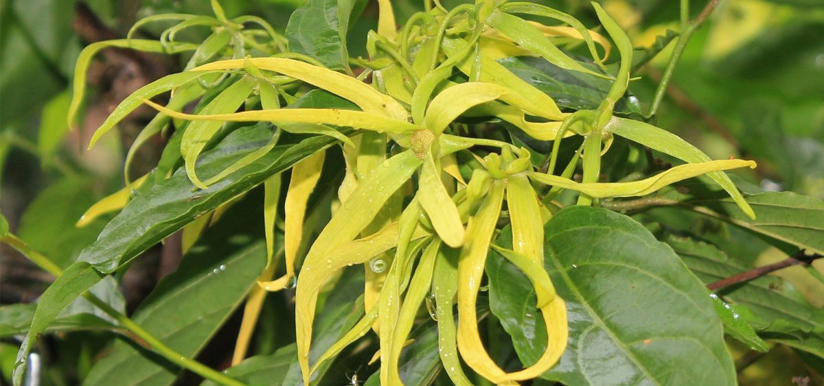 Who loves ylang ylang? We do!