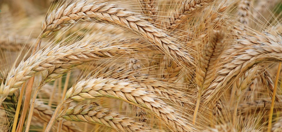 Oats and gluten: Separating facts from fiction