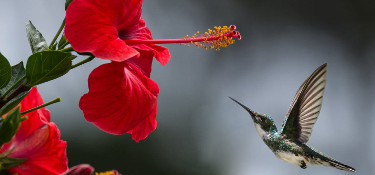 Unlock the power of flowers: Hibiscus and Rosehips