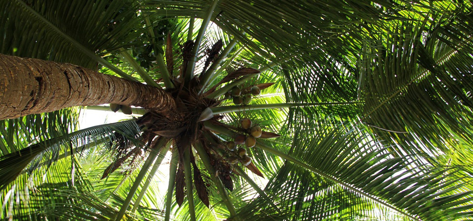 1920×900 coconut tree-lower 1920x900 coconut tree-lower