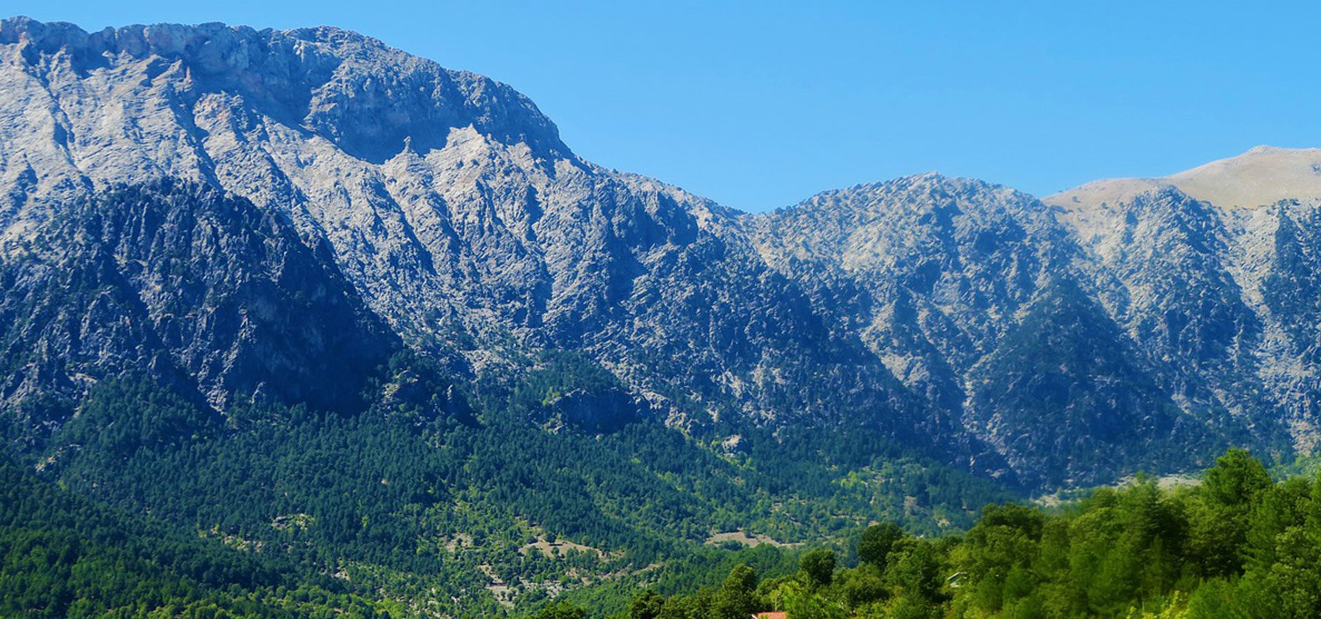 1920×900 juniper forest 1920x900 juniper forest