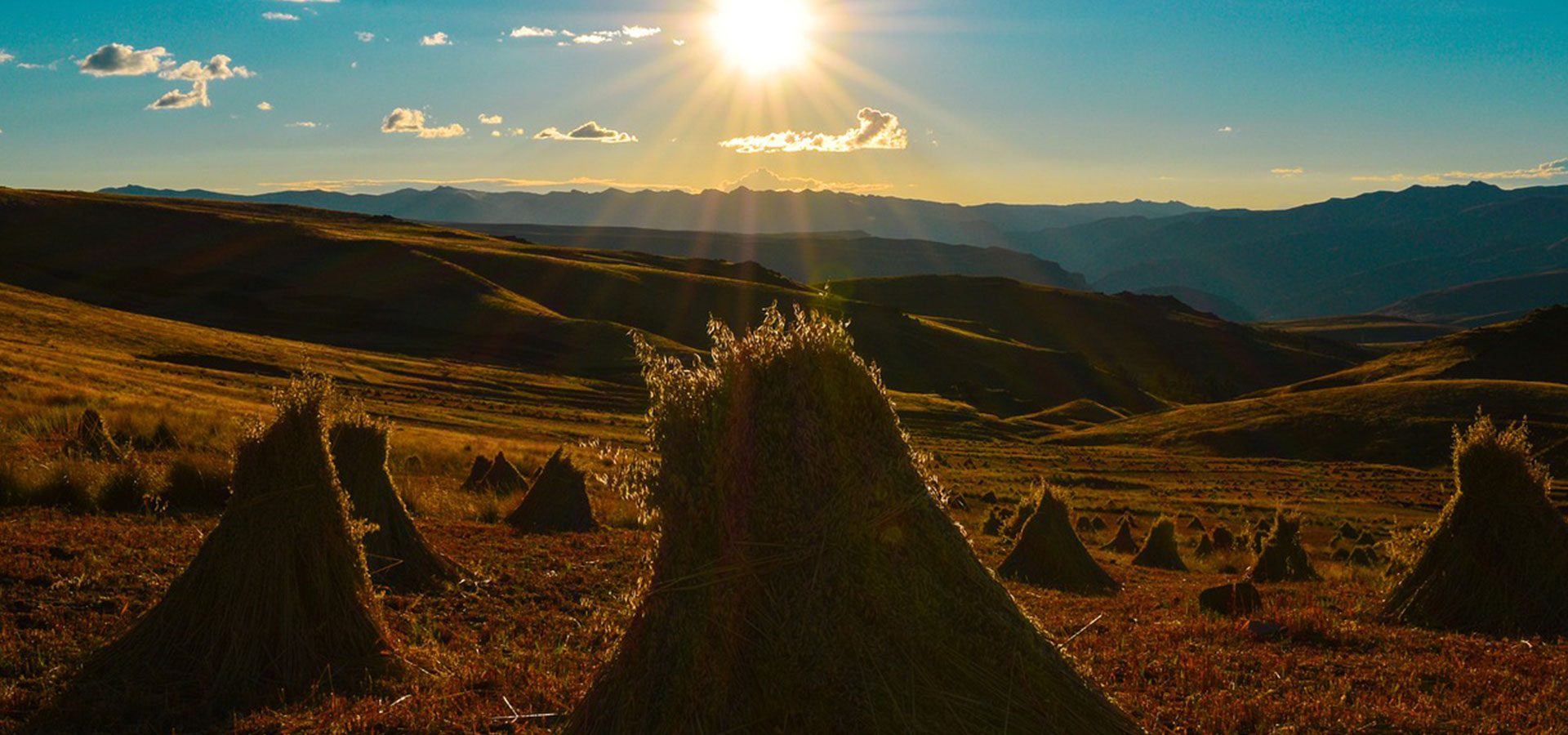 1920×900 oats harvest 1920x900 oats harvest