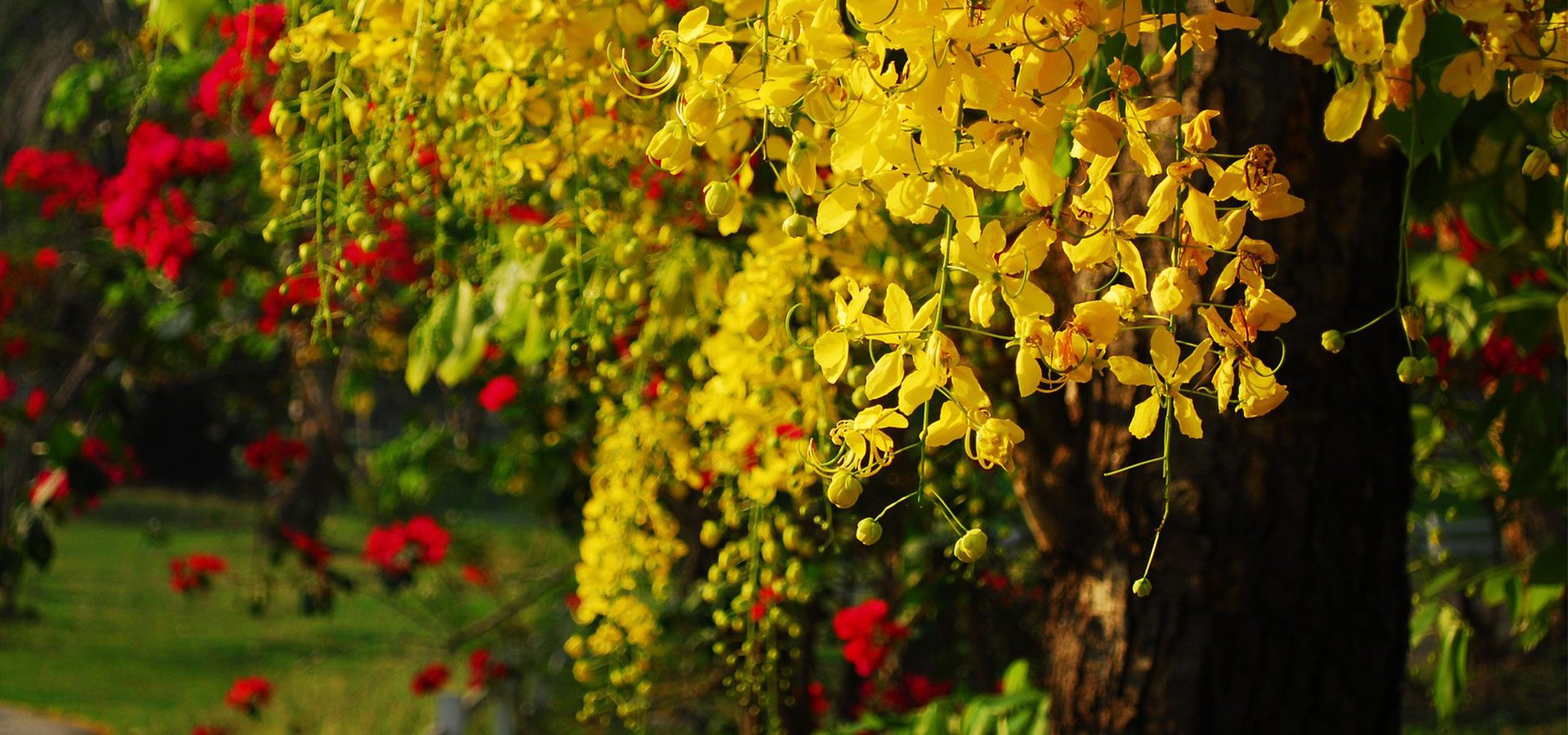 Cassia tree 1920x900lower Cassia tree 1920x900lower