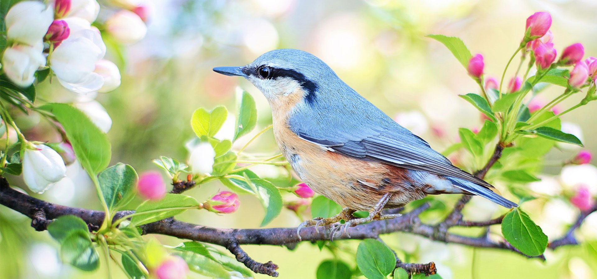 Stepping-Spring 1920×900-60lower Stepping-Spring 1920x900-60lower