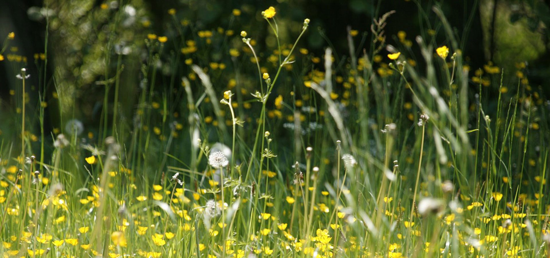 dandelion field 1920×900-60lower dandelion field 1920x900-60lower