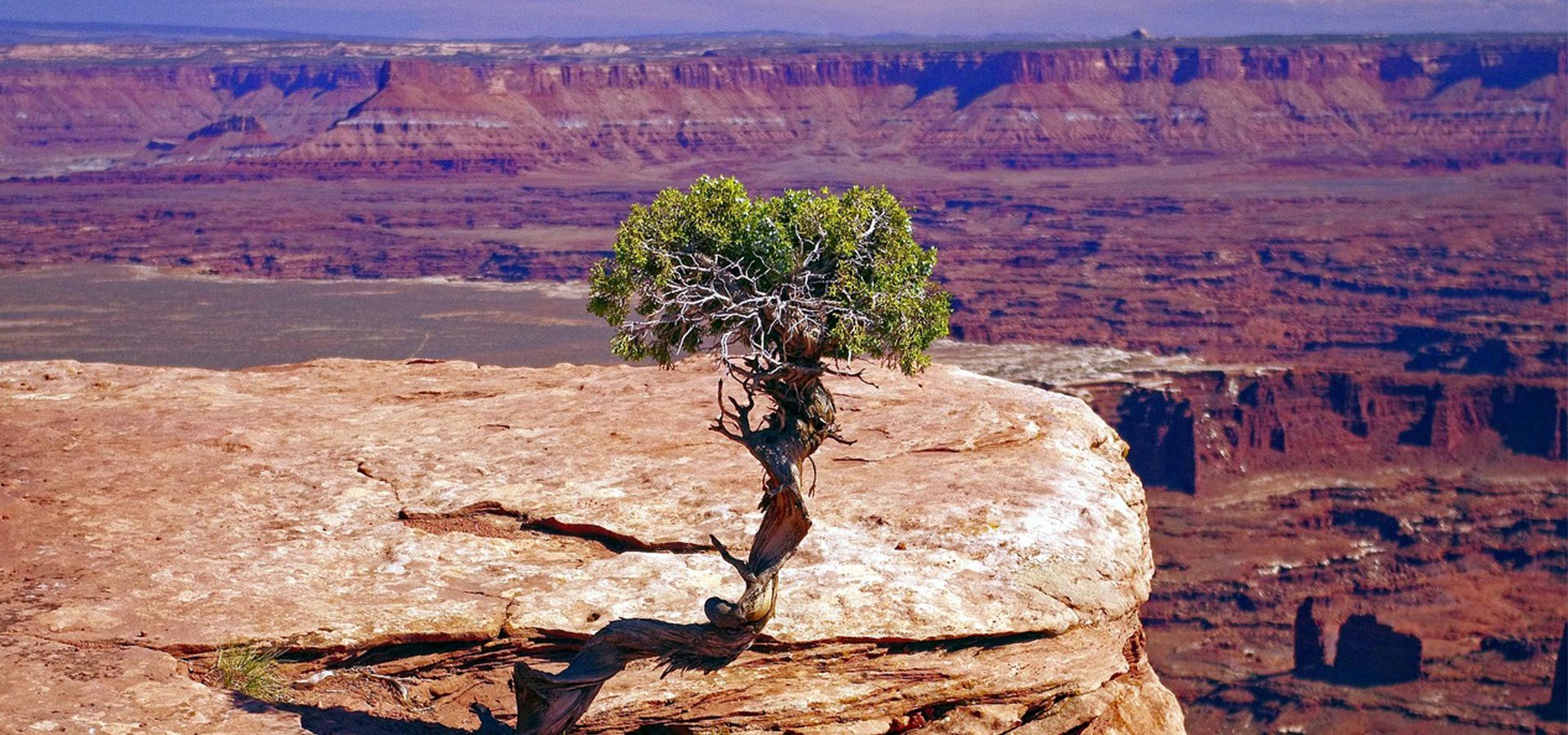 juniper tree 1920×900-lower juniper tree 1920x900-lower