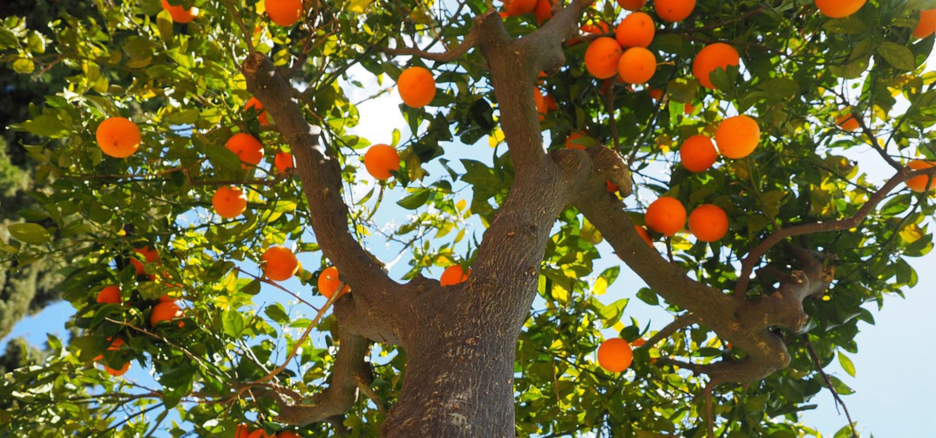 orange tree 1920×900-lower orange tree 1920x900-lower