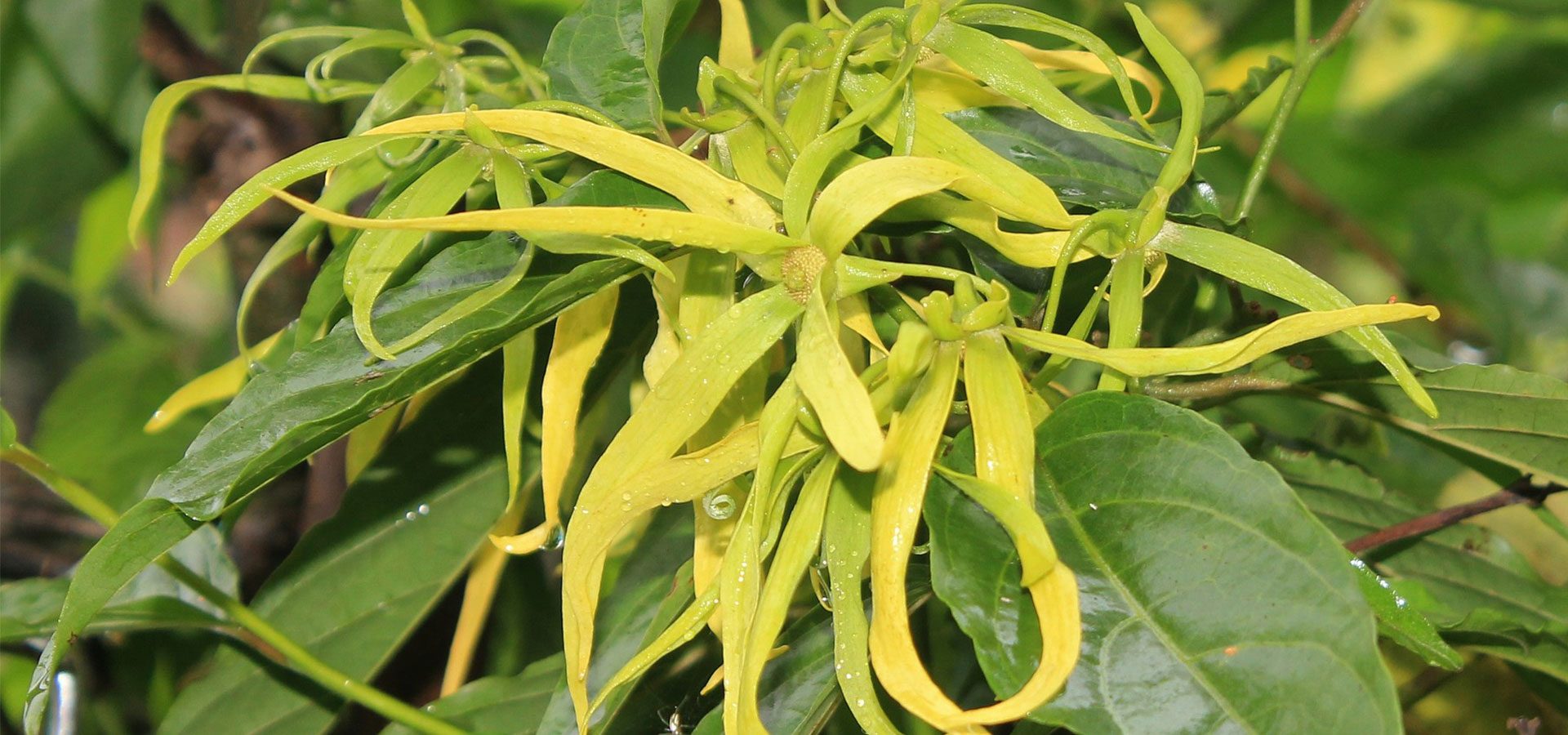ylang-ylang-flower-1920×900-60lower ylang-ylang-flower-1920x900-60lower